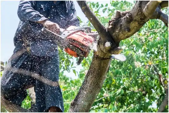 tree services Cherry Hill